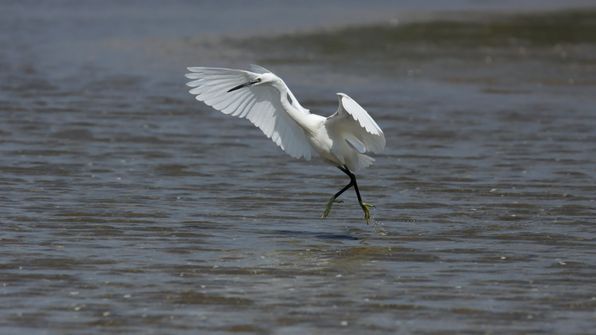 Seidenreiher