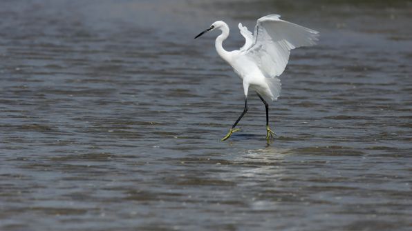 Seidenreiher