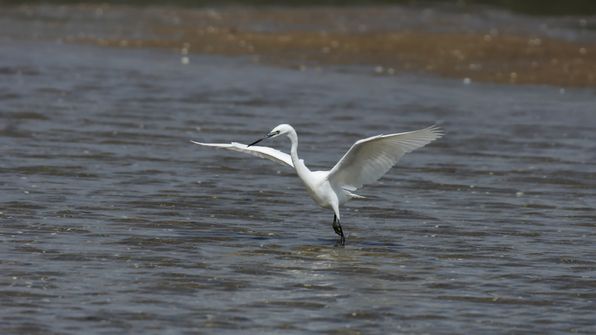Seidenreiher