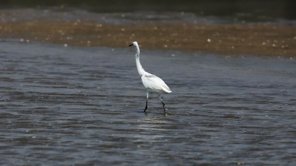 Seidenreiher