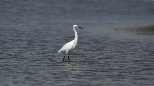 Seidenreiher