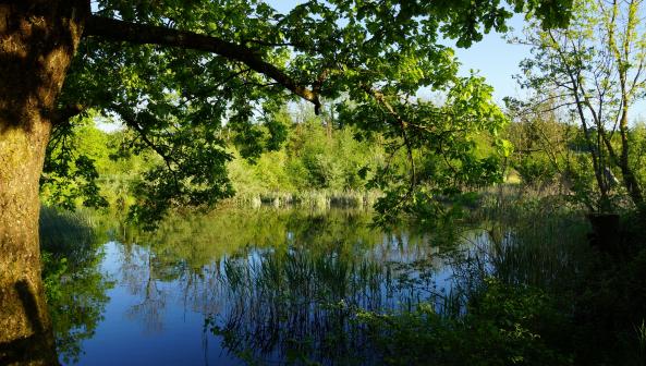 Naturschutzgebiet Auried Kleinbösingen