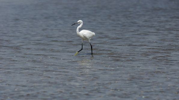 Seidenreiher