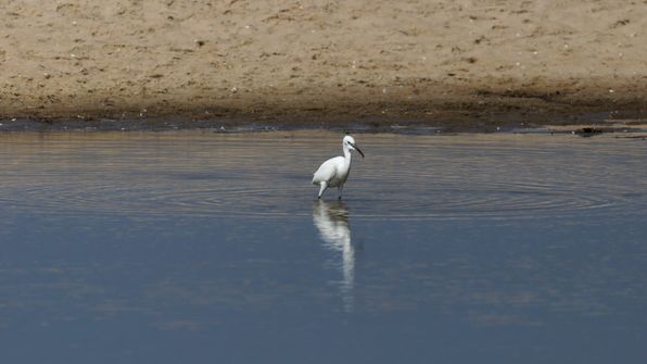 Seidenreiher