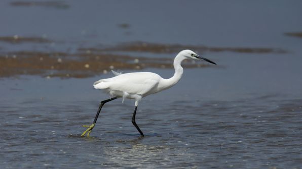Seidenreiher