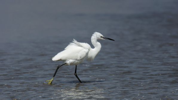 Seidenreiher
