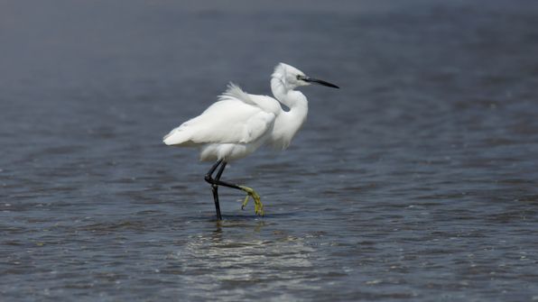 Seidenreiher