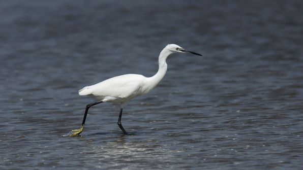 Seidenreiher