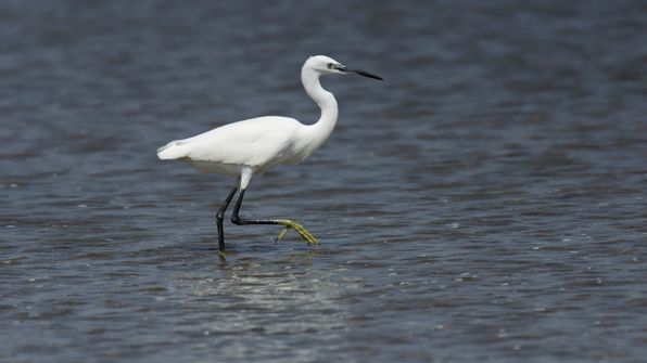 Seidenreiher