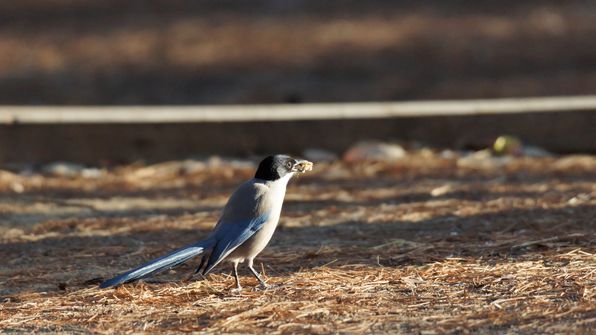 Blauelster 