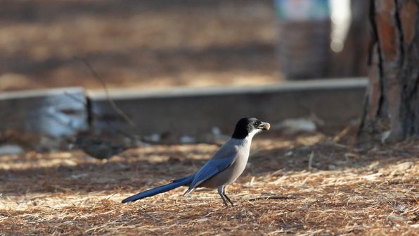Blauelster 