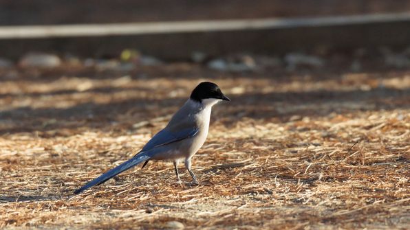 Blauelster 