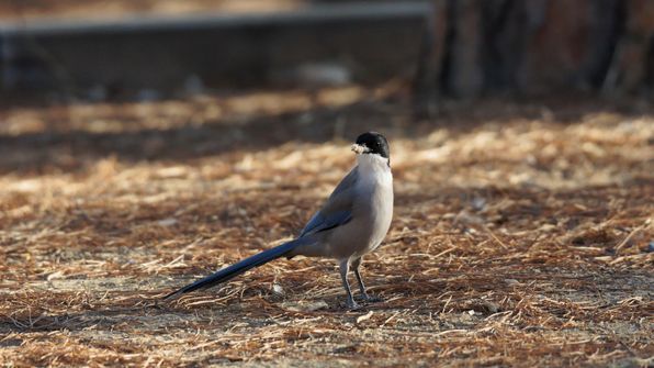 Blauelster 