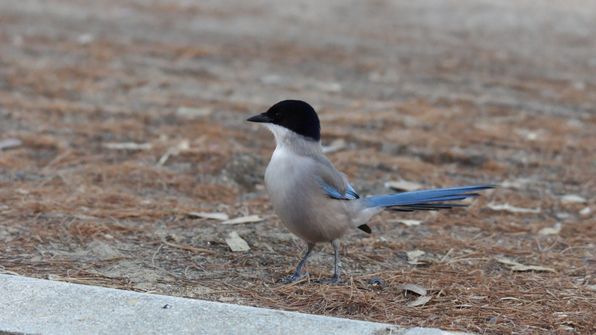 Blauelster 