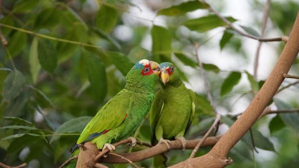 Amazonen Papageien