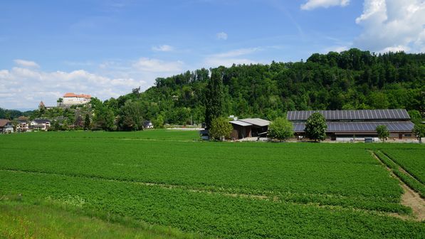 Radwanderung Schloss Laupen