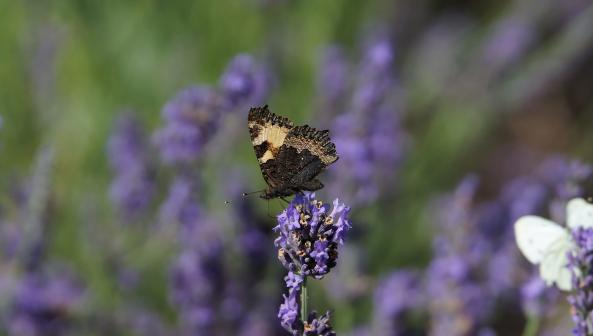 Kleiner Fuchs Schmetterling