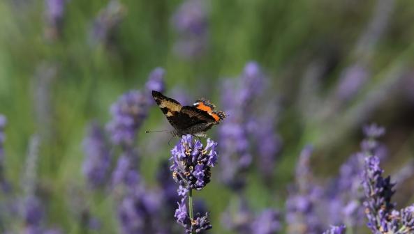 Kleiner Fuchs Schmetterling