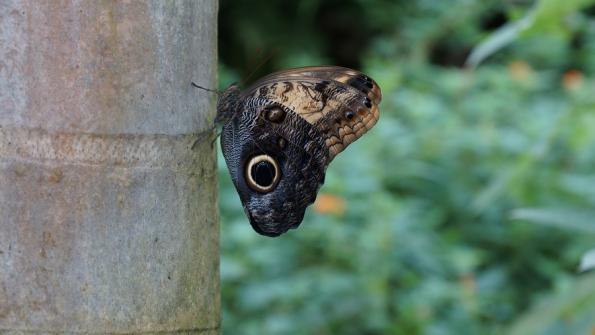 Papiliorama Kerzers