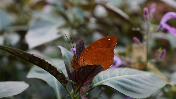 Papiliorama Kerzers