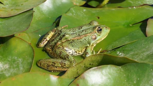 Teichfrosch