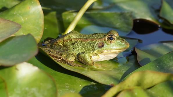 Teichfrosch