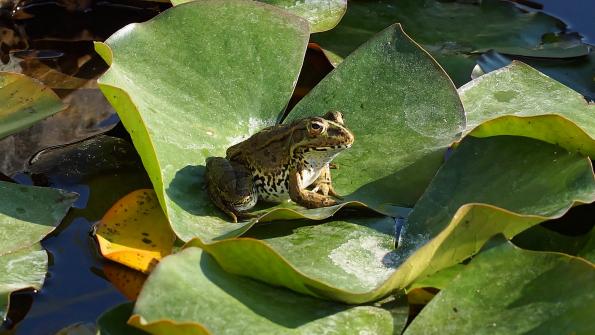 Seefrosch