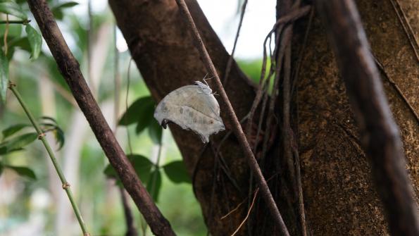 Papiliorama Kerzers