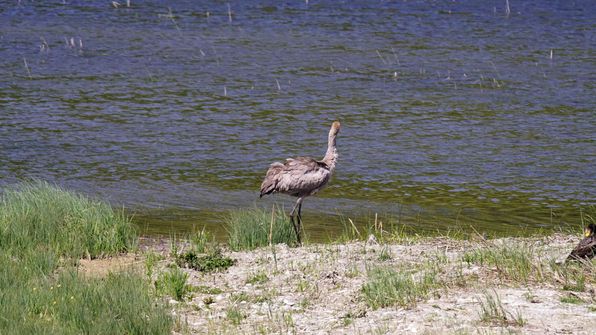 Kranich Auried Kleinbösingen
