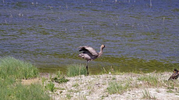 Kranich Auried Kleinbösingen
