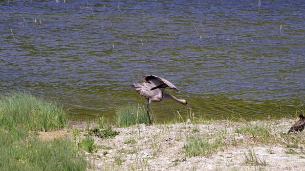 Kranich Auried Kleinbösingen