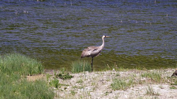 Kranich Auried Kleinbösingen