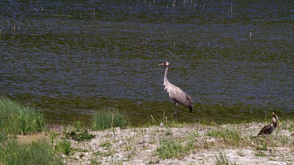 Kranich Auried Kleinbösingen