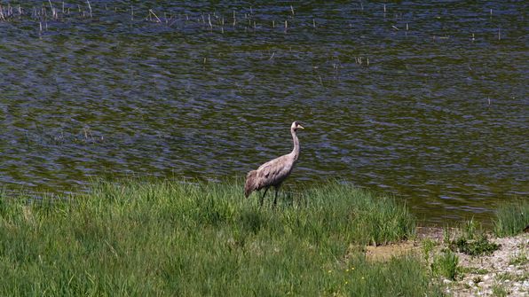 Kranich Auried Kleinbösingen