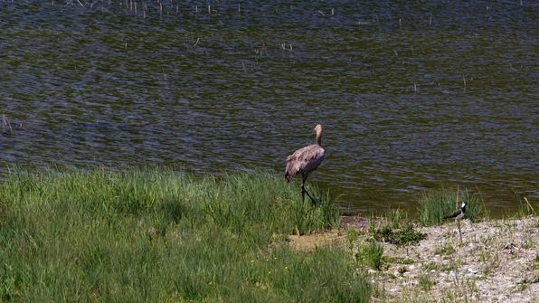 Kranich Auried Kleinbösingen
