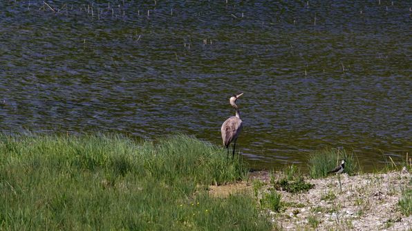 Kranich Auried Kleinbösingen