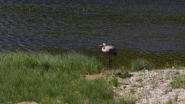 Kranich Auried Kleinbösingen