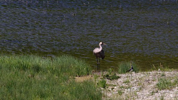 Kranich Auried Kleinbösingen