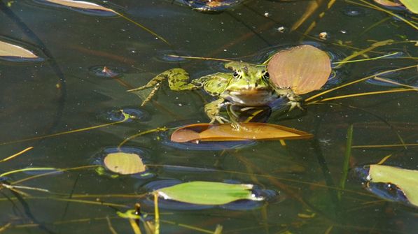 Frösche im Auried Kleinbösingen