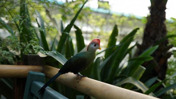 Papiliorama Kerzers