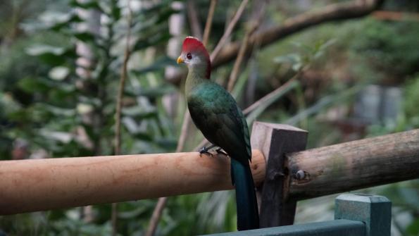 Papiliorama Kerzers