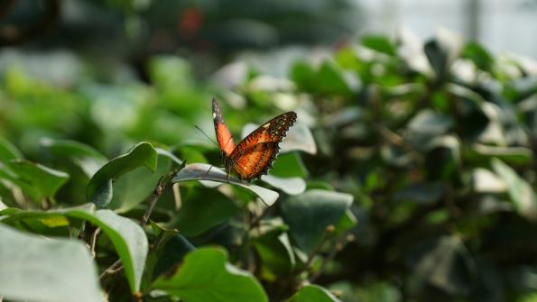 Papiliorama Kerzers