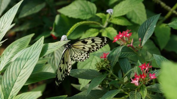 Papiliorama Kerzers