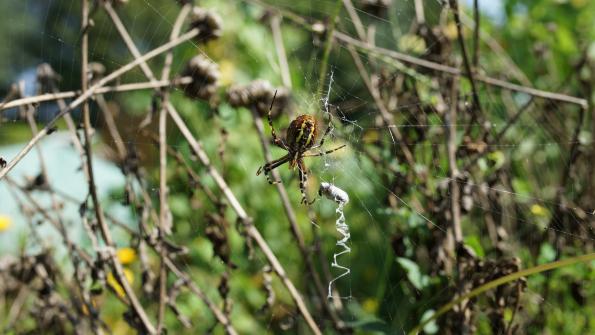 Wespenspinne im Garten