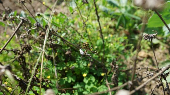 Wespenspinne im Garten