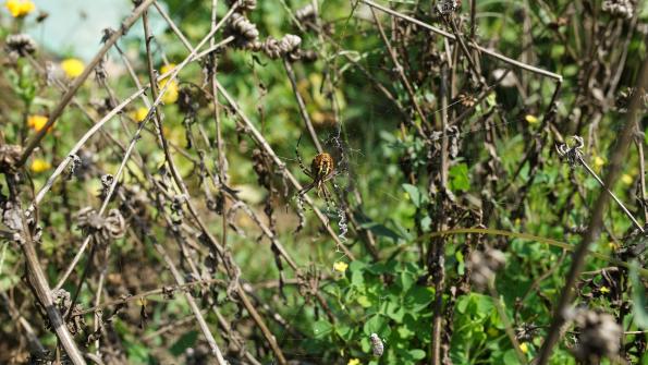 Wespenspinne im Garten