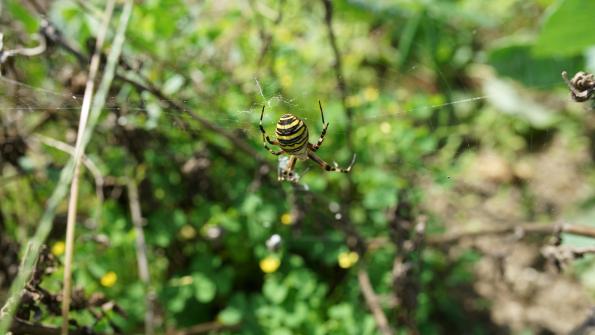 Wespenspinne im Garten