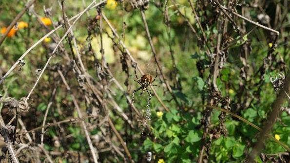 Wespenspinne im Garten