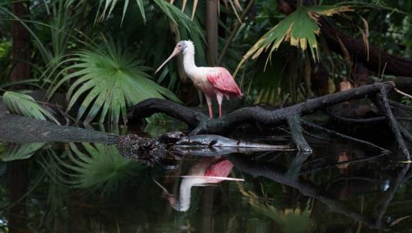 Papiliorama Kerzers