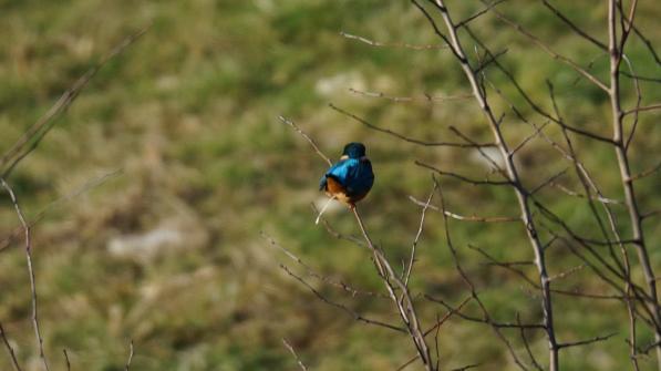 Eisvogel